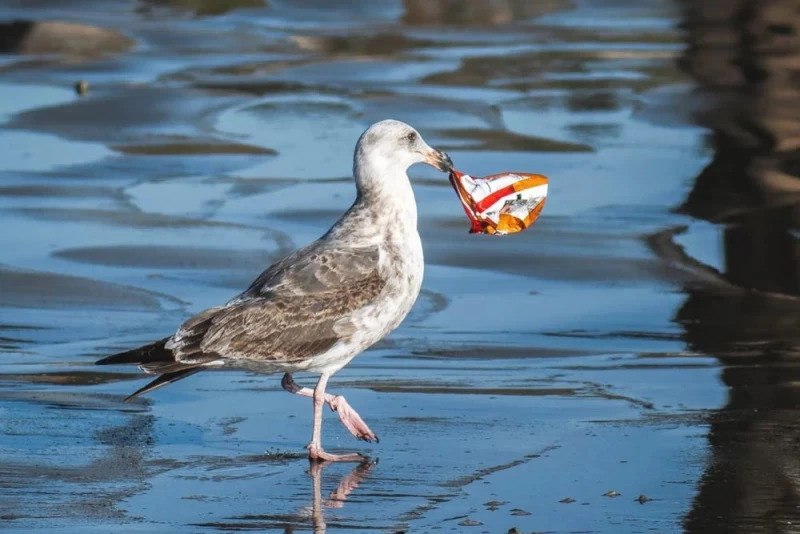 zdjęcie wyróżniające Czy oceany kiedykolwiek oczyszczą się z plastiku? Naukowcy mają wątpliwości